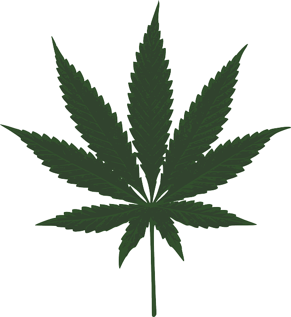 weed leaf